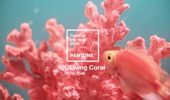 A pink coral with a fish in it's mouth.